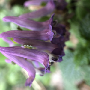 Photographie n°2477862 du taxon Corydalis solida (L.) Clairv. [1811]