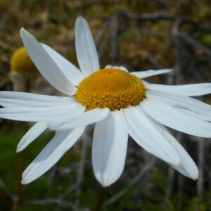 Photographie n°2477890 du taxon Tripleurospermum inodorum (L.) Sch.Bip. [1844]