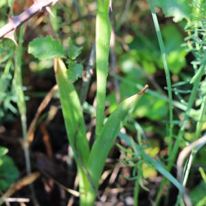 Photographie n°2477929 du taxon Anacamptis pyramidalis (L.) Rich.