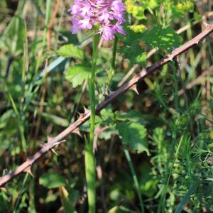 Photographie n°2477930 du taxon Anacamptis pyramidalis (L.) Rich.