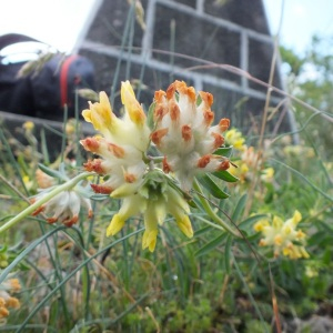 Photographie n°2477933 du taxon Anthyllis vulneraria L.