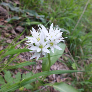 Photographie n°2477947 du taxon Allium ursinum L. [1753]