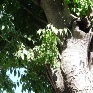 Photographie n°2477968 du taxon Celtis occidentalis L. [1753]