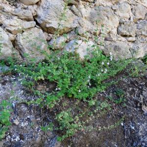 Photographie n°2477977 du taxon Clinopodium nepeta (L.) Kuntze [1891]