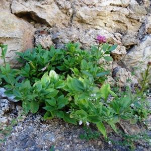 Photographie n°2477978 du taxon Centranthus ruber (L.) DC. [1805]