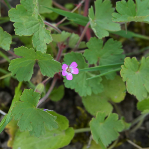 Photographie n°2477999 du taxon Geranium rotundifolium L. [1753]