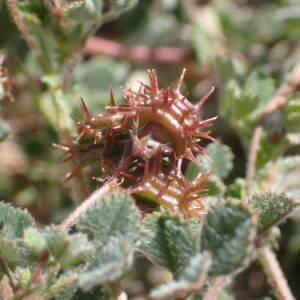 Photographie n°2478022 du taxon Medicago littoralis Rohde ex Loisel.