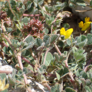 Photographie n°2478024 du taxon Medicago littoralis Rohde ex Loisel.