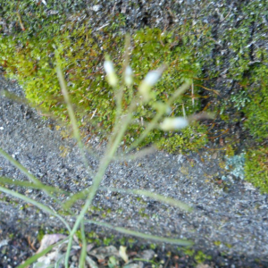 Photographie n°2478046 du taxon Arabidopsis thaliana (L.) Heynh. [1842]