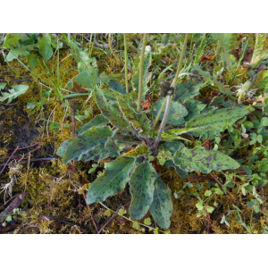 Hieracium schistogenes (Sudre) B.Bock