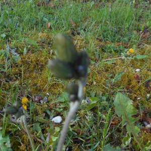  - Hieracium maculatum subsp. schistogenes (Sudre) Zahn [1921]