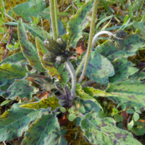  - Hieracium maculatum subsp. schistogenes (Sudre) Zahn [1921]