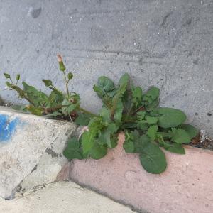 Photographie n°2478072 du taxon Sonchus oleraceus L.