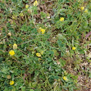 Photographie n°2478082 du taxon Medicago lupulina L. [1753]