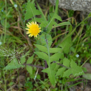 Photographie n°2478087 du taxon Sonchus oleraceus L. [1753]