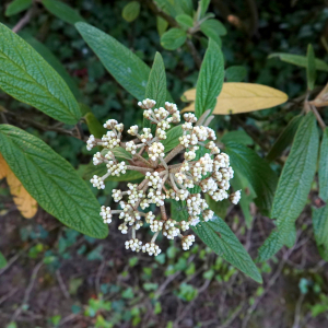 Photographie n°2478091 du taxon Viburnum rhytidophyllum Hemsl.