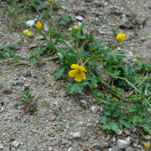 Photographie n°2478092 du taxon Ranunculus repens L.