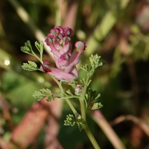 Photographie n°2478095 du taxon Fumaria L.