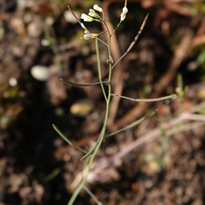 Photographie n°2478101 du taxon Arabidopsis thaliana (L.) Heynh. [1842]