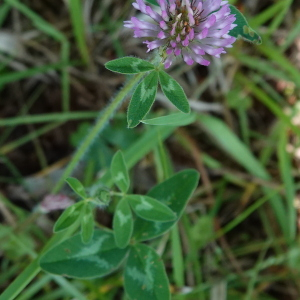 Photographie n°2478120 du taxon Trifolium pratense L.