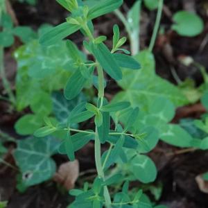 Photographie n°2478122 du taxon Hypericum perforatum L. [1753]
