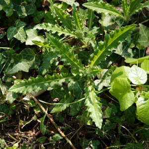 Photographie n°2478130 du taxon Cirsium arvense (L.) Scop. [1772]