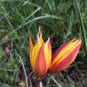 Photographie n°2478153 du taxon Tulipa sylvestris subsp. australis (Link) Pamp.