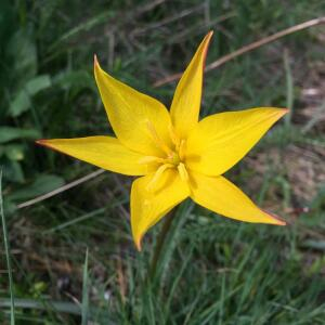 Photographie n°2478154 du taxon Tulipa sylvestris subsp. australis (Link) Pamp.