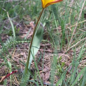 Photographie n°2478155 du taxon Tulipa sylvestris subsp. australis (Link) Pamp.