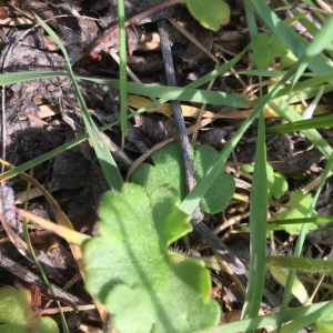 Photographie n°2478158 du taxon Saxifraga granulata L. [1753]