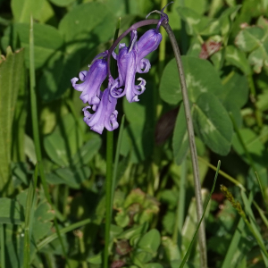 Photographie n°2478175 du taxon Hyacinthoides non-scripta (L.) Chouard ex Rothm.