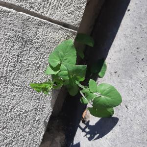 Photographie n°2478187 du taxon Sonchus oleraceus L.