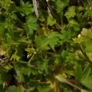 Photographie n°2478189 du taxon Ranunculus parviflorus subsp. parviflorus