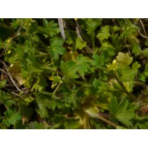 Ranunculus parviflorus L. subsp. parviflorus