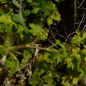 Photographie n°2478191 du taxon Ranunculus parviflorus subsp. parviflorus