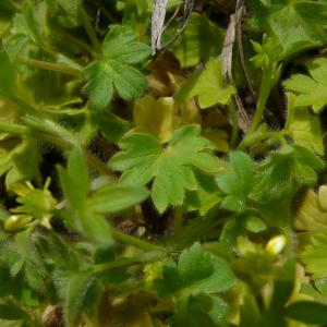 Photographie n°2478192 du taxon Ranunculus parviflorus subsp. parviflorus
