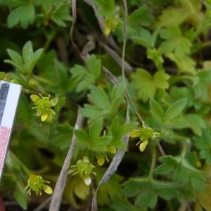 Photographie n°2478193 du taxon Ranunculus parviflorus subsp. parviflorus