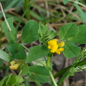 Photographie n°2478204 du taxon Medicago arabica (L.) Huds.