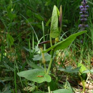 Photographie n°2478224 du taxon Aristolochia rotunda L.