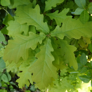 Photographie n°2478271 du taxon Quercus robur L.