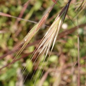 Photographie n°2478274 du taxon Anisantha sterilis (L.) Nevski [1934]