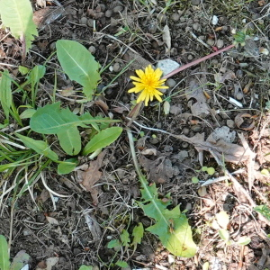 Photographie n°2478278 du taxon Taraxacum F.H.Wigg.