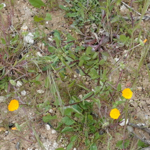 Photographie n°2478282 du taxon Calendula arvensis L.