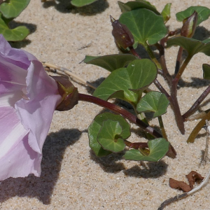 Photographie n°2478332 du taxon Convolvulus soldanella L. [1753]