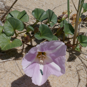 Photographie n°2478333 du taxon Convolvulus soldanella L. [1753]