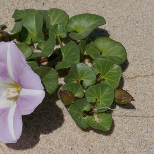 Photographie n°2478339 du taxon Convolvulus soldanella L. [1753]