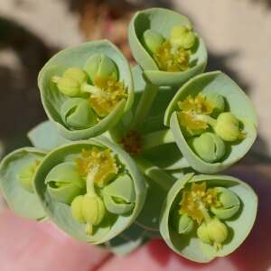 Photographie n°2478347 du taxon Euphorbia paralias L. [1753]