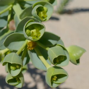 Photographie n°2478349 du taxon Euphorbia paralias L. [1753]