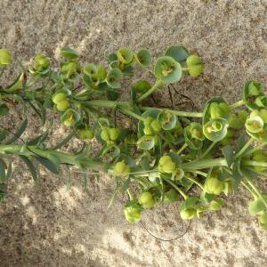 Photographie n°2478350 du taxon Euphorbia paralias L. [1753]