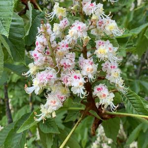 Photographie n°2478371 du taxon Aesculus hippocastanum L. [1753]